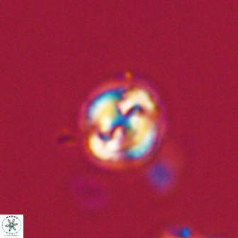 Asinithistimorfi aubryae 64189