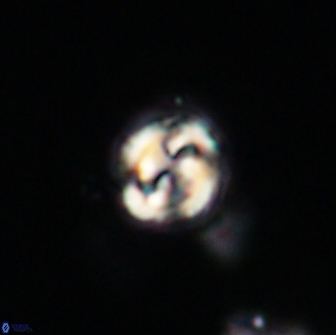 Asinithistimorfi aubryae 64190