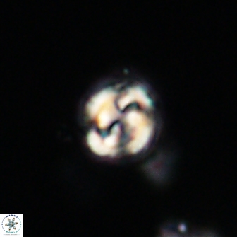 Asinithistimorfi aubryae 64190