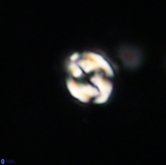 Asinithistimorfi aubryae 64191