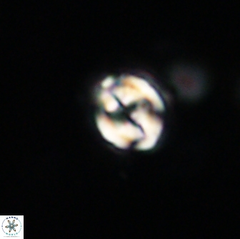 Asinithistimorfi aubryae 64191