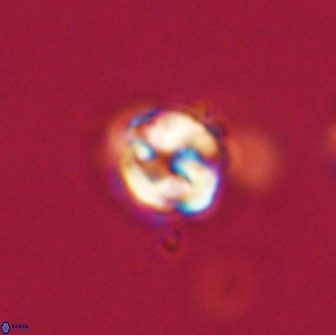 Asinithistimorfi aubryae 64192