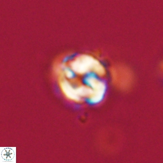 Asinithistimorfi aubryae 64192