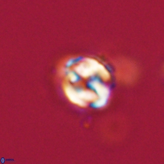Asinithistimorfi aubryae 64193