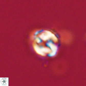 Asinithistimorfi aubryae 64193