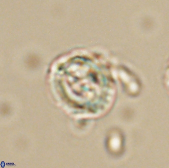 Asinithistimorfi aubryae 64194