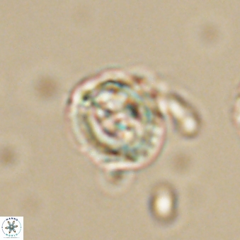 Asinithistimorfi aubryae 64194