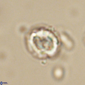Asinithistimorfi aubryae 64195