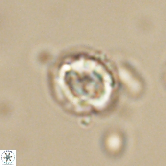 Asinithistimorfi aubryae 64195