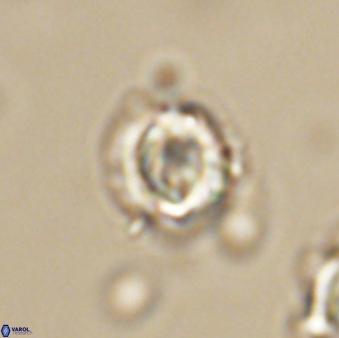 Asinithistimorfi aubryae 64196
