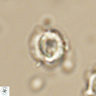 Asinithistimorfi aubryae 64196