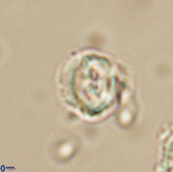 Asinithistimorfi aubryae 64197