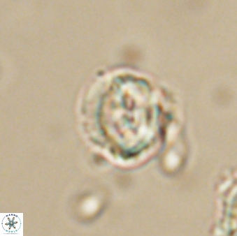 Asinithistimorfi aubryae 64197