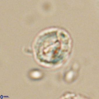 Asinithistimorfi aubryae 64198