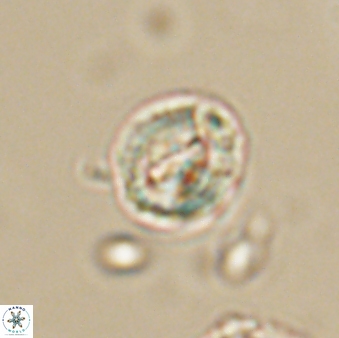 Asinithistimorfi aubryae 64198