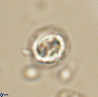 Asinithistimorfi aubryae 64199