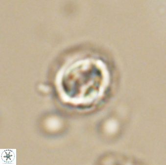 Asinithistimorfi aubryae 64199