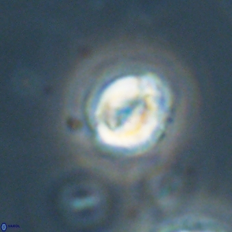 Asinithistimorfi aubryae 64201