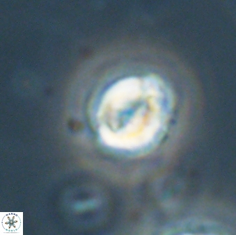 Asinithistimorfi aubryae 64201