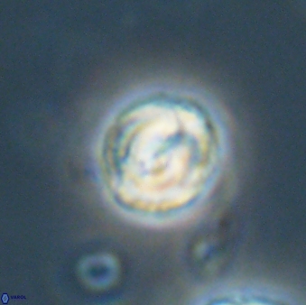 Asinithistimorfi aubryae 64202