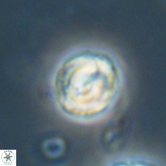 Asinithistimorfi aubryae 64202