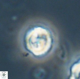 Asinithistimorfi aubryae 64203