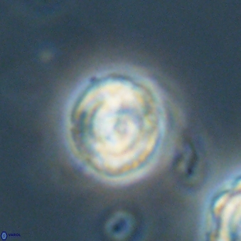 Asinithistimorfi aubryae 64204
