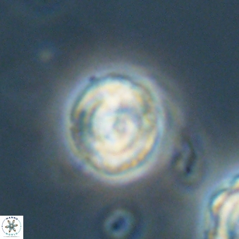 Asinithistimorfi aubryae 64204