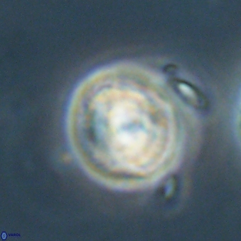 Asinithistimorfi aubryae 64205