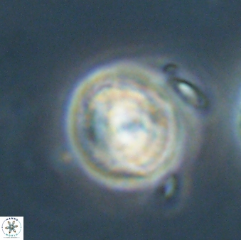 Asinithistimorfi aubryae 64205