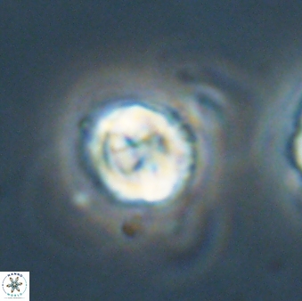 Asinithistimorfi aubryae 64206