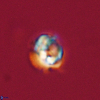Asinithistimorfi aubryae 64207