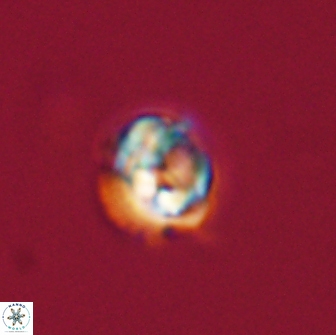 Asinithistimorfi aubryae 64207