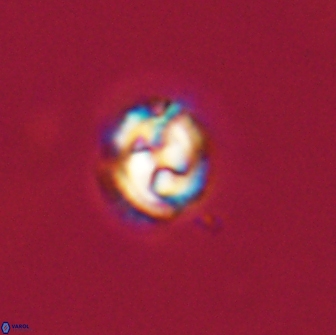 Asinithistimorfi aubryae 64208