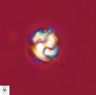 Asinithistimorfi aubryae 64208
