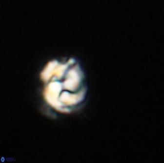 Asinithistimorfi aubryae 64209