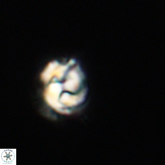 Asinithistimorfi aubryae 64209
