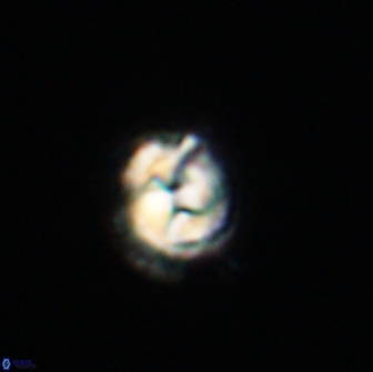 Asinithistimorfi aubryae 64210