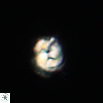 Asinithistimorfi aubryae 64210