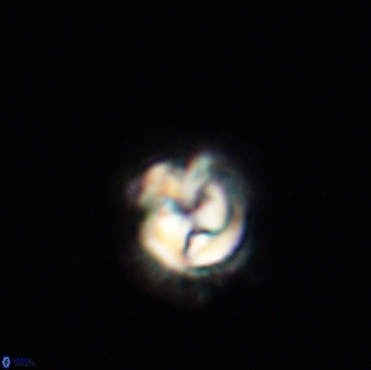 Asinithistimorfi aubryae 64211