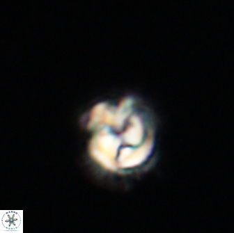 Asinithistimorfi aubryae 64211