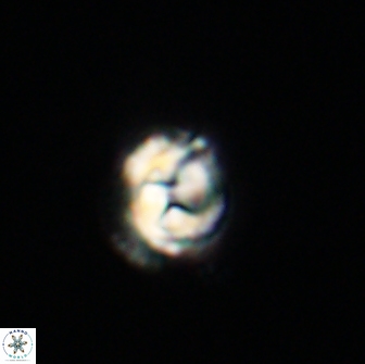 Asinithistimorfi aubryae 64212