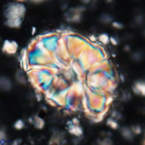 Assipetra elliptica 7170