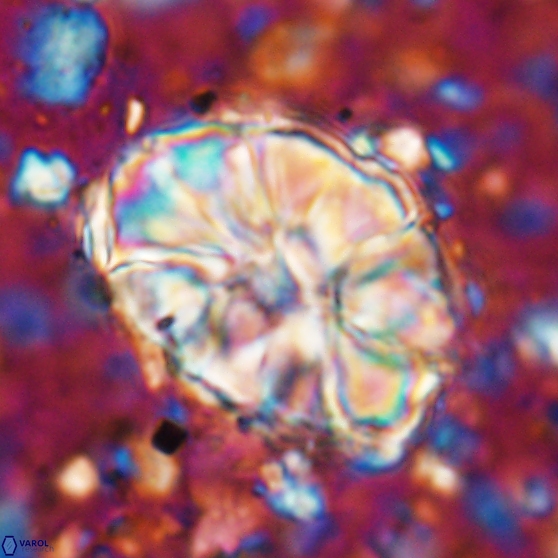 Assipetra elliptica 7171