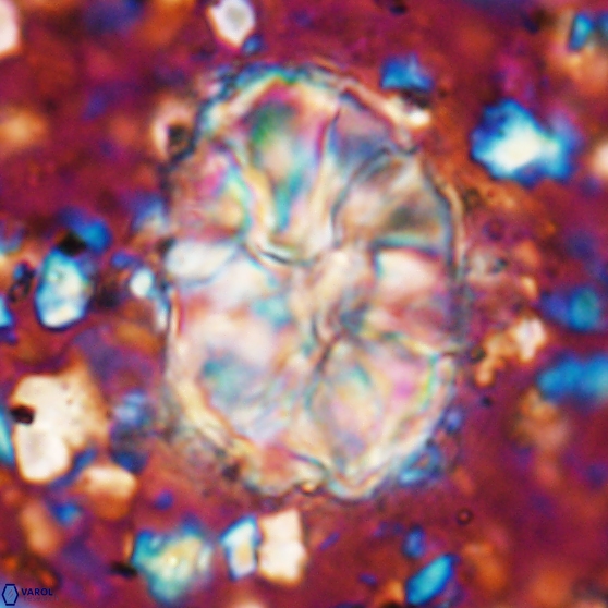 Assipetra elliptica 7172