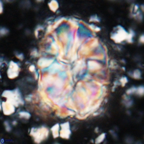 Assipetra elliptica 7173