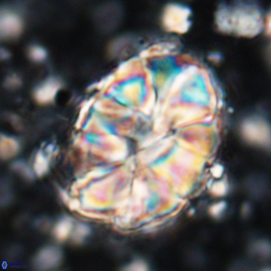 Assipetra elliptica 7174