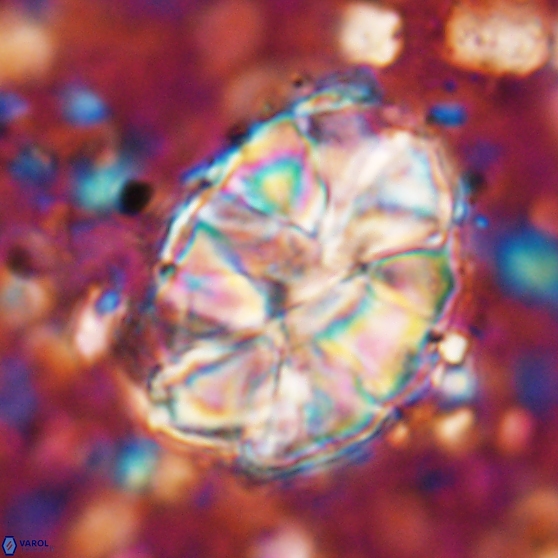 Assipetra elliptica 7175