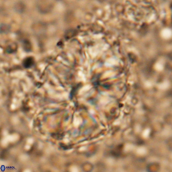 Assipetra elliptica 7176