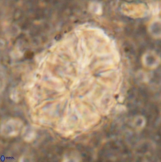 Assipetra elliptica 7177